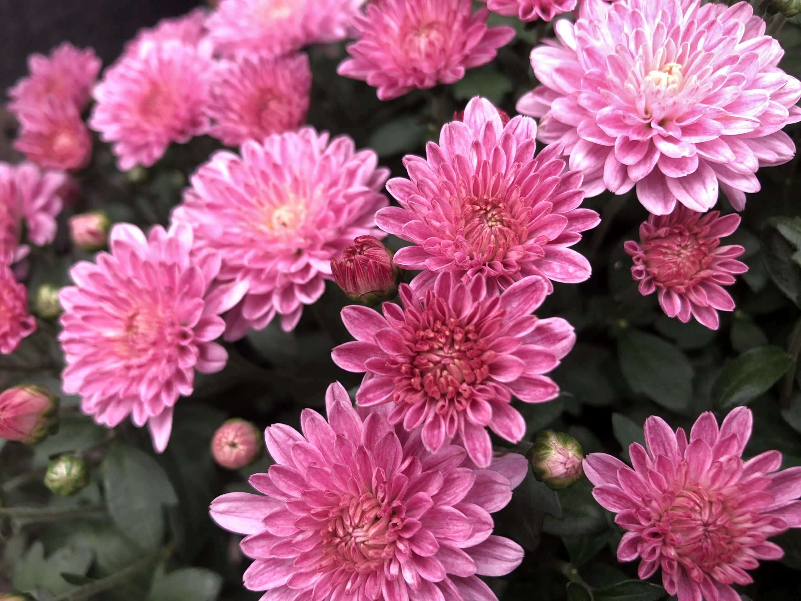 Chrysanthemum x grandiflorum – Chrysantheme – Alte Stadtgärtnerei Aarau