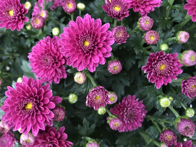 Chrysanthemum x grandiflorum Chrysantheme Alte Stadtgärtnerei Aarau