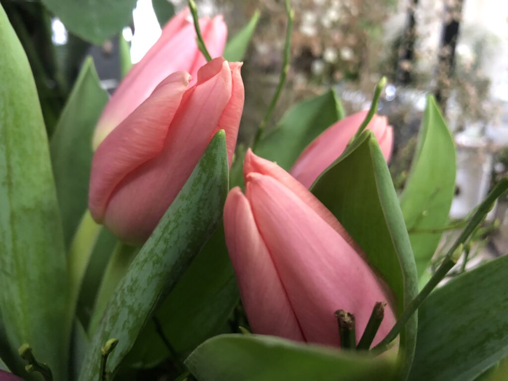Tulpen rosa