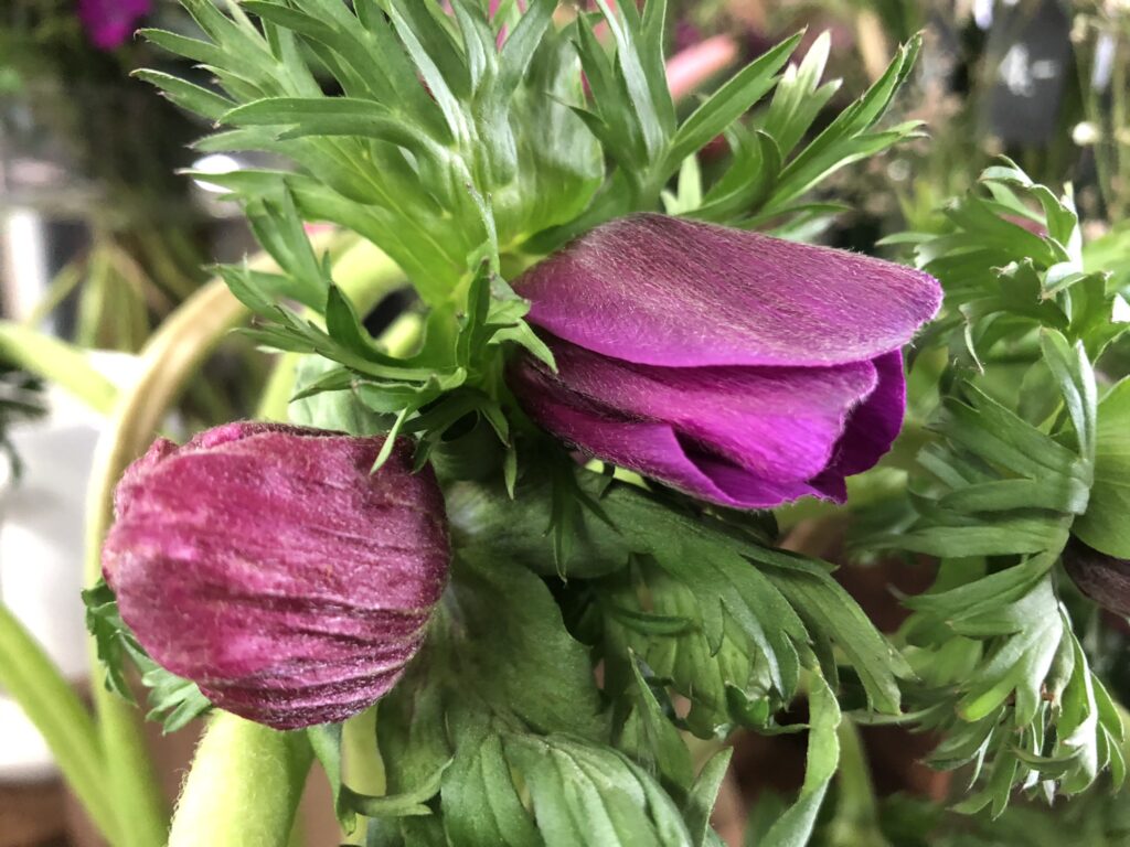 Anemone violett