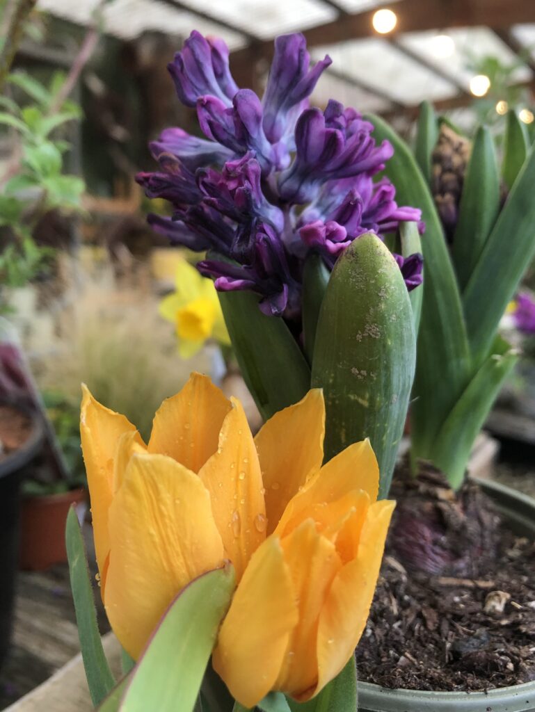Tulpen & Hyacinthe