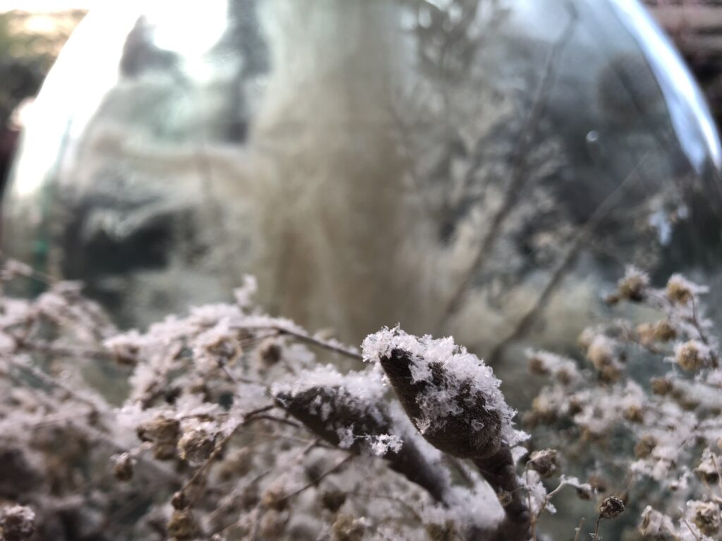 Magnolienast mit Schnee