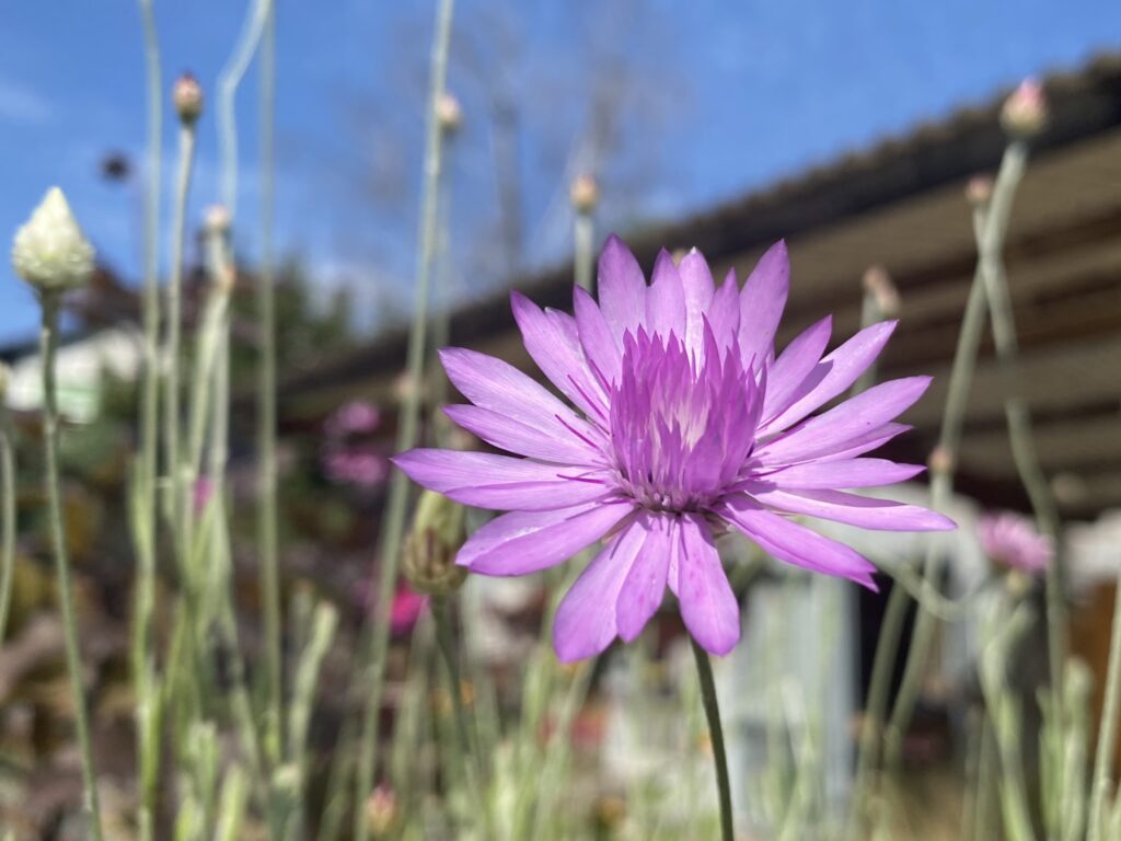 Papierblümchen lila
